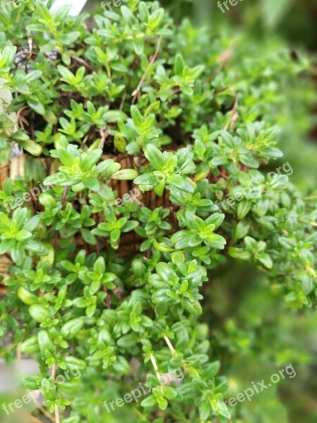 Nature Leaf Plant Thyme Lat