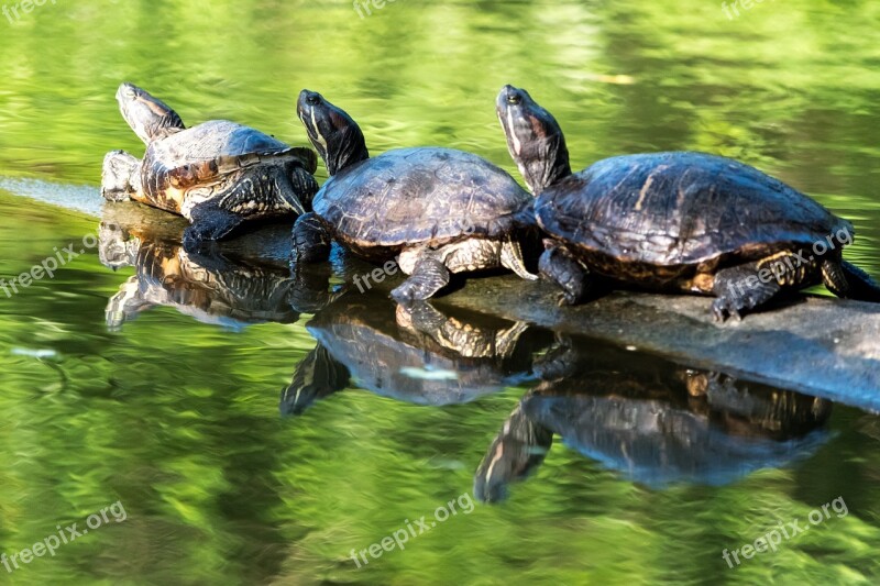 Turtle Reptile Nature Pool Water