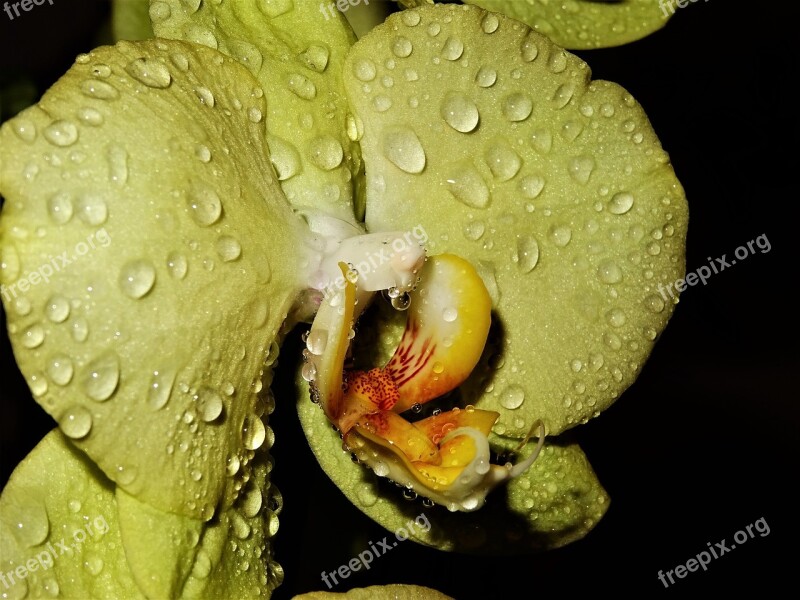 Nature Plant A Background Flower Tropical