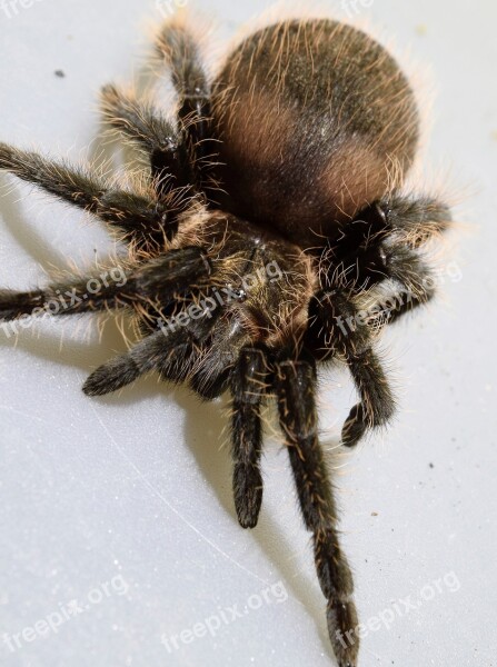 The Curly Hair Tarantula Spider Macro Close Up Small Spider