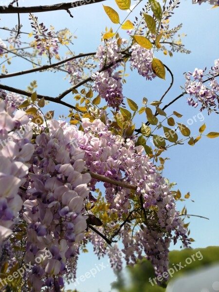 Wisteria Tree Flower Branch Plant