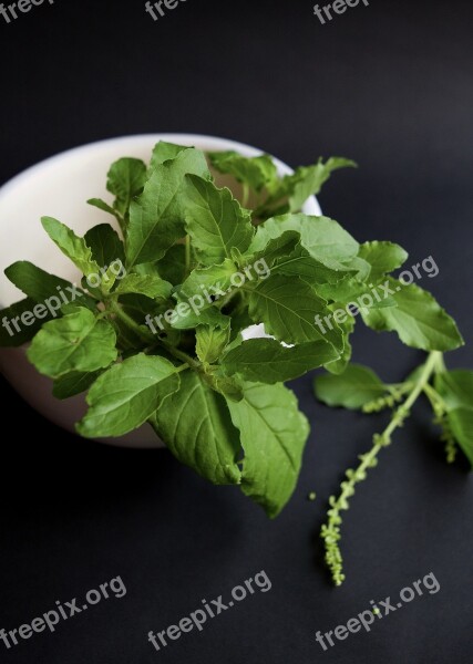 Thai Holy Basil Herb Tulsi Ayurveda