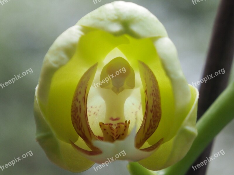 Orchid Bud Flower Close Up Butterfly Orchid