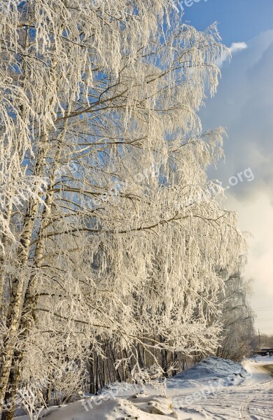 Nature Winter Tree Leann Snow