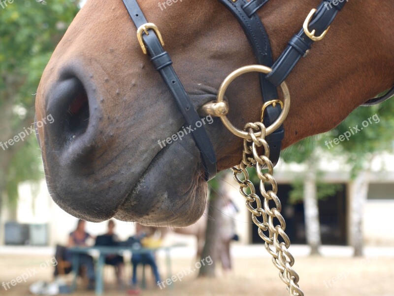 String Security Cavalry Nostrils Horse