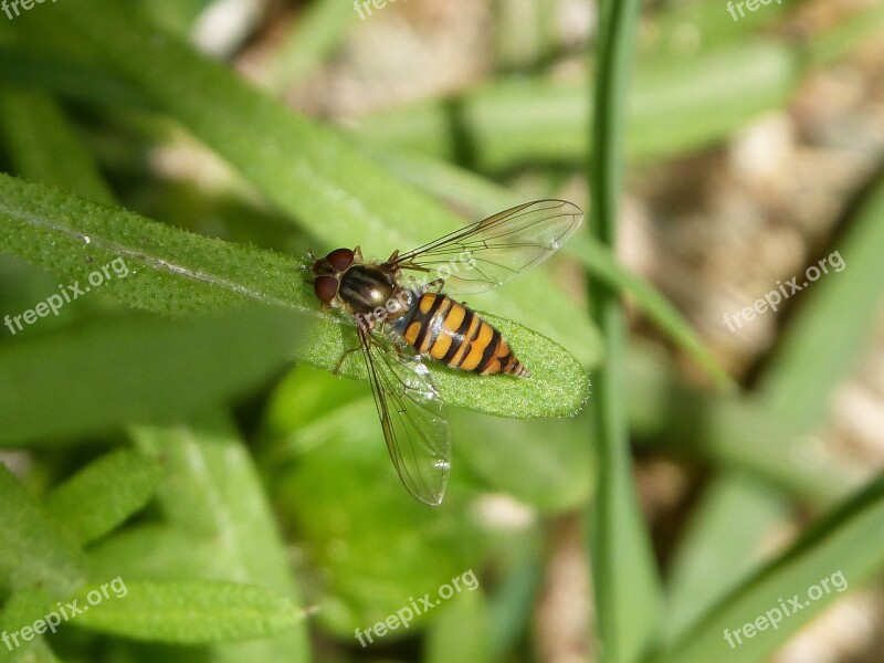 Hoverfly False Bee Insect Nature Animalia