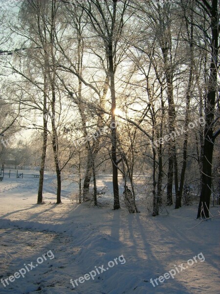 Tree Winter Wood Nature Landscape