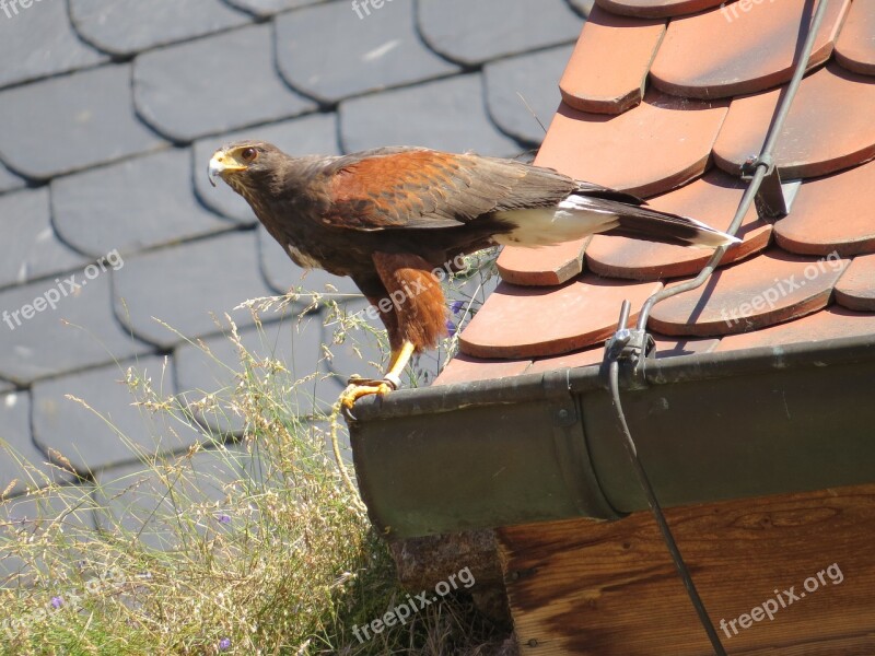 Bird Nature Animal Adler Roof