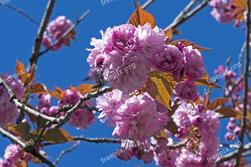 Flower Tree Branch Cherry Nature