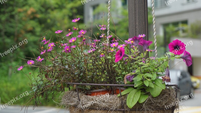 Flowers Nature Plants Garden Summer