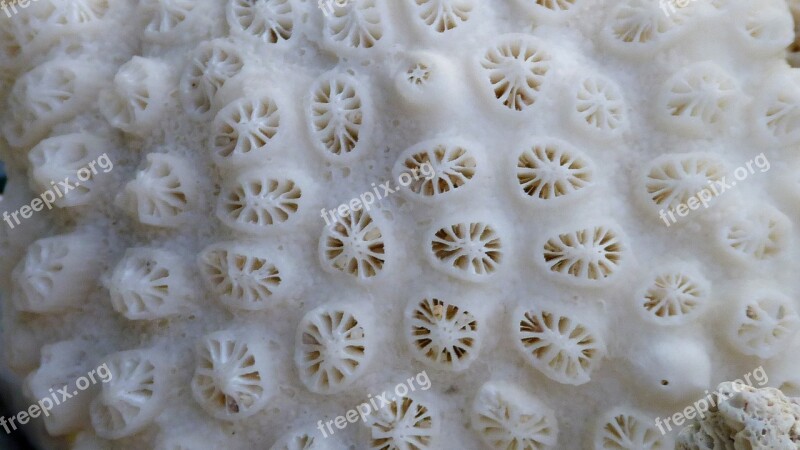 Texture Model Nature Coral Sea