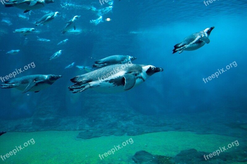 Penguin Shipped Ocean Nature Sea