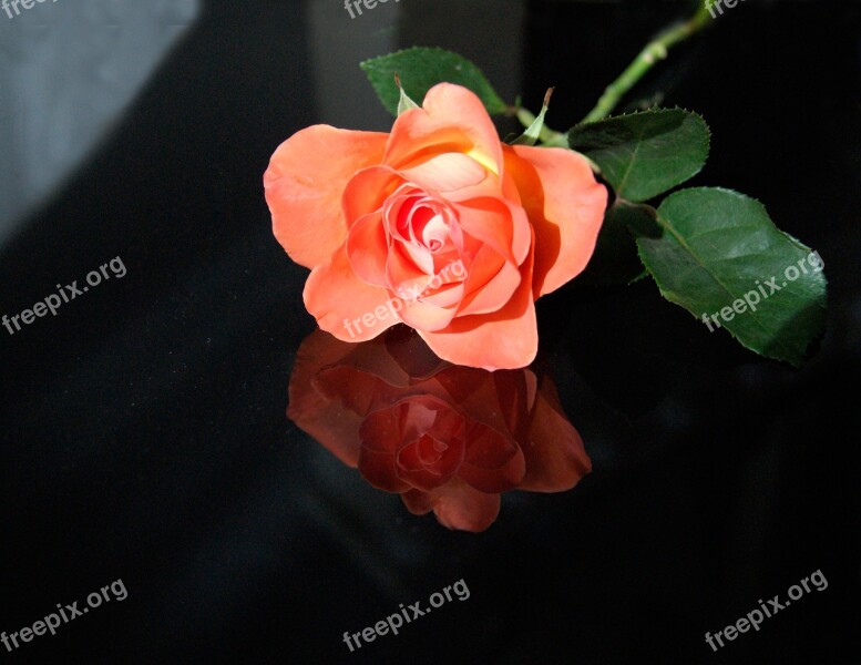 Flower Rose Petal Plant Leaf