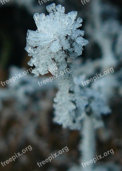 Frost Winter Nature No One Frozen