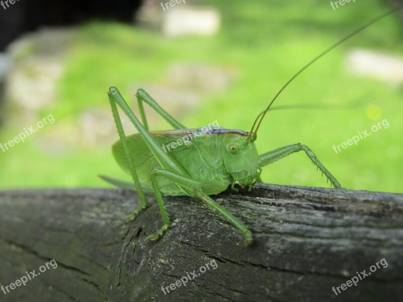 Insect Nature Grasshopper Invertebrate Wildlife