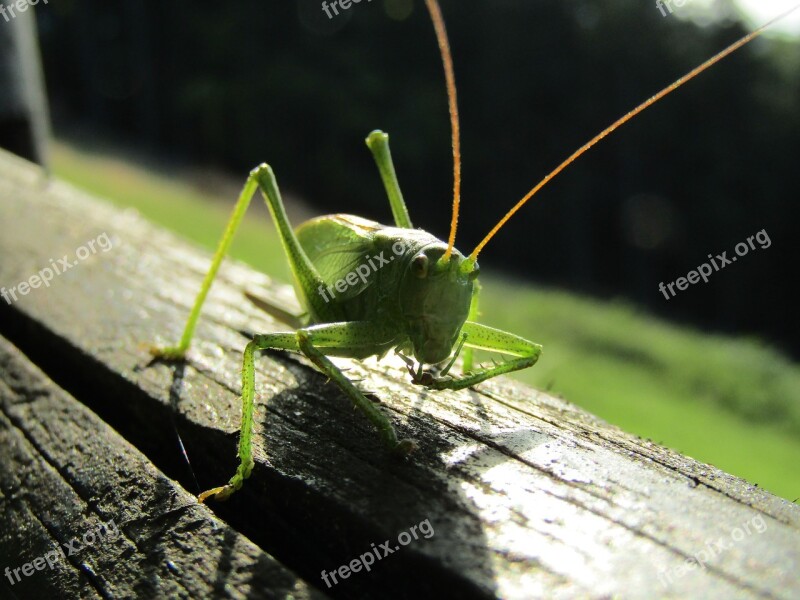 Insect Nature Grasshopper Animal Wildlife