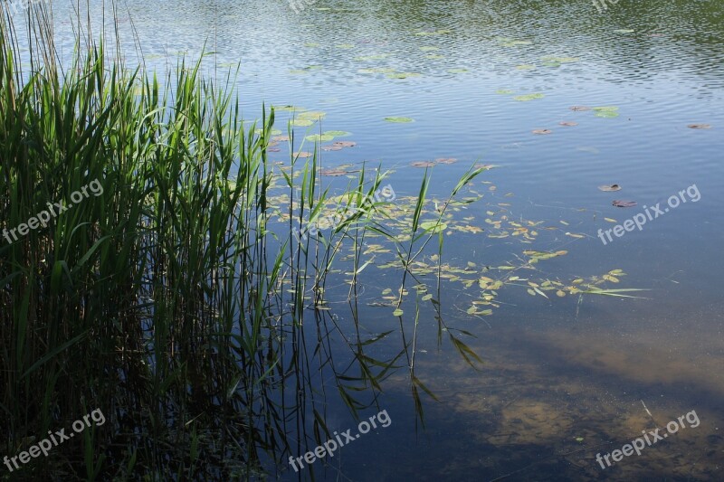 Waters Shore Edge Reed Reflection Lake