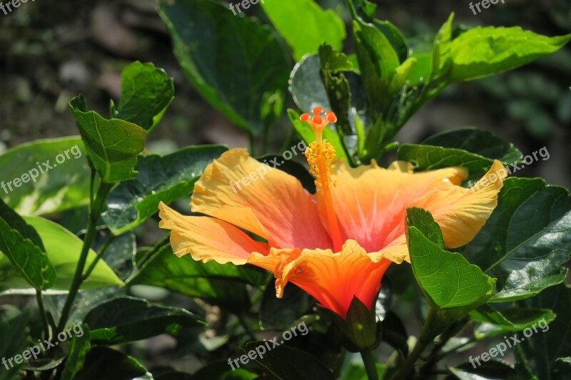 Nature Leaf Plant Garden Flower