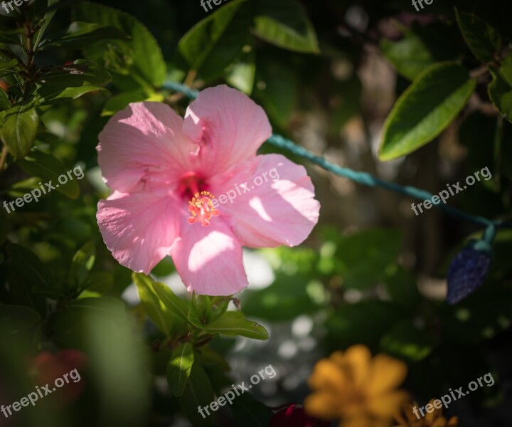 Pink Hibiscus Flower Close Up Flora Nature