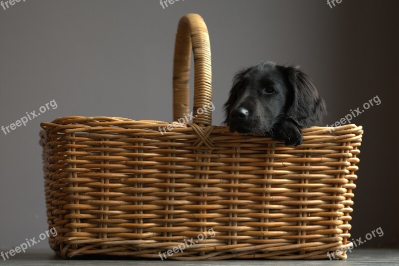 Flatcoated Retriever Dog Basket Desktop Background Mesh