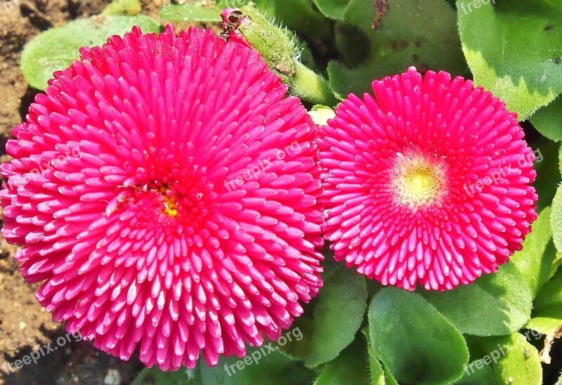 Flower Marie Flower Bellis Pink Daisy