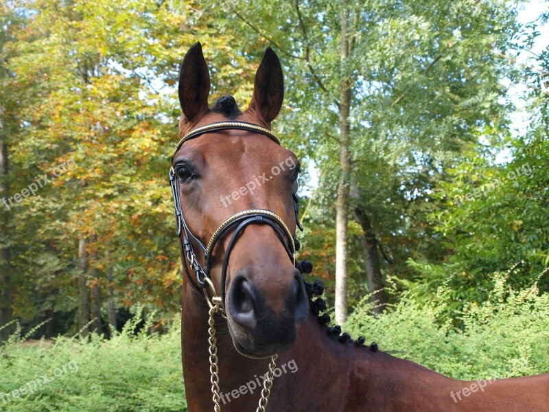 Mare Horse Contest Horseback Riding Foal