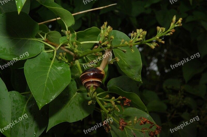 Nature Leaf Mat Invertebrates Free Photos