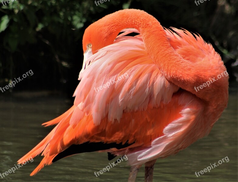 Bird Feather Flamingo Wildlife Beak