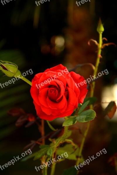 Flower Rose Nature Plant Petal