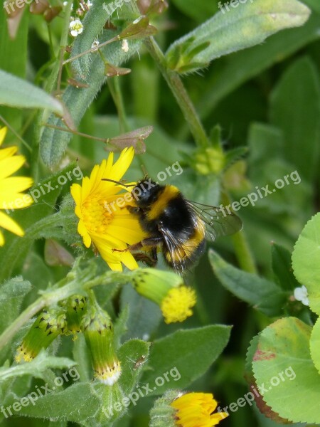 Bumblebee Drone Libar Nature Plant