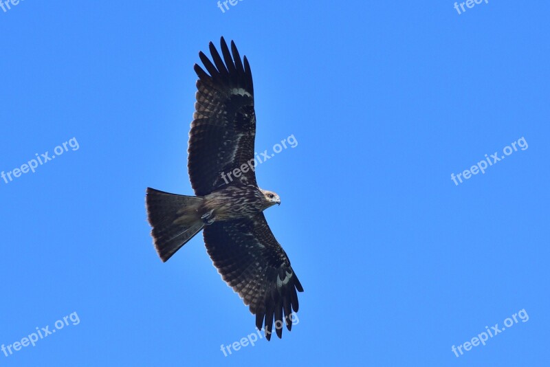 Bird Wildlife Bird Of Prey Nature Free Photos