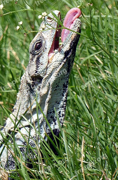 Reptile Lizard Iguana Language Nature