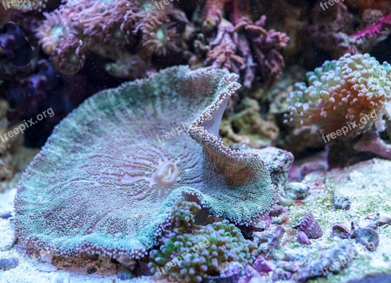 Underwater Coral Reef Ocean Sea