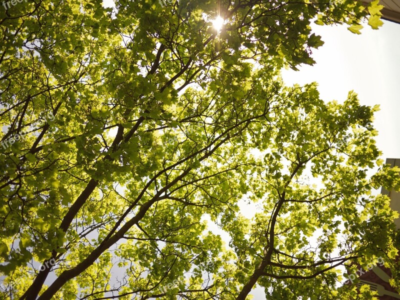 Tree Branch Wood Leaf Nature