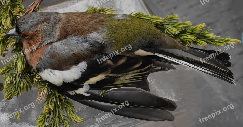 Chaffinch Bird Garden Free Photos