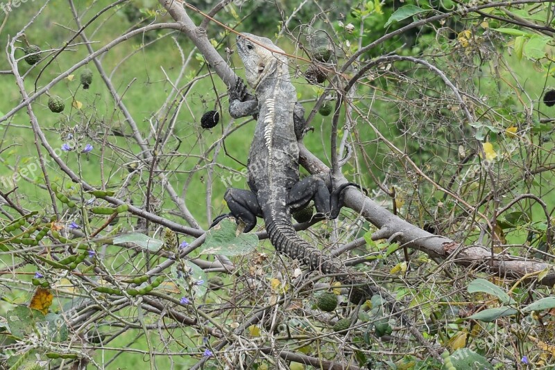 Nature Tree Wild Life Animalia Outdoors