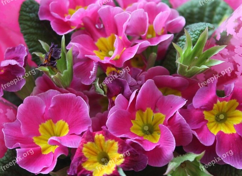 Prymulka Primula Flower Nature Pink