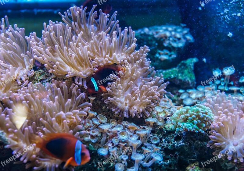 Underwater Coral Reef Ocean Fish