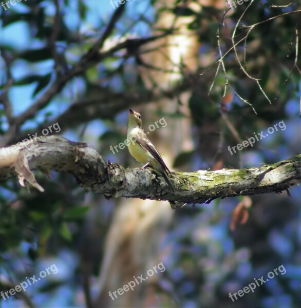 Tree Nature Bird Outdoors Wildlife