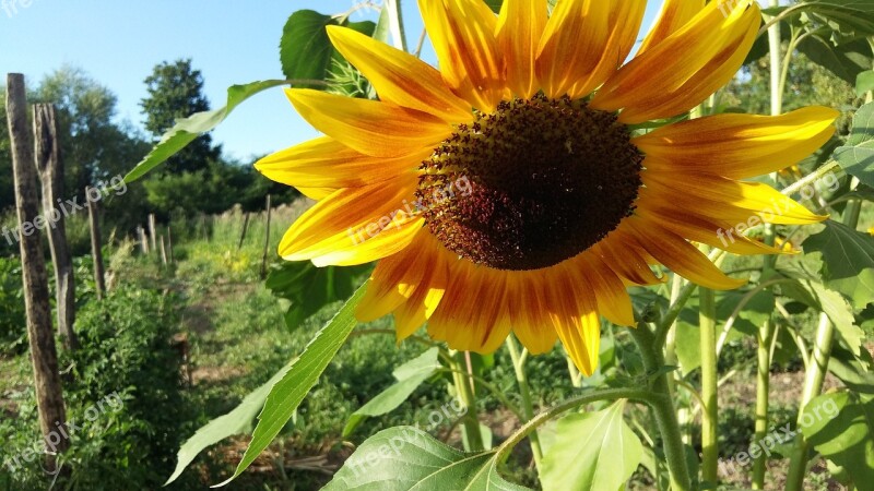 Nature Plant Summer Flower Leaf