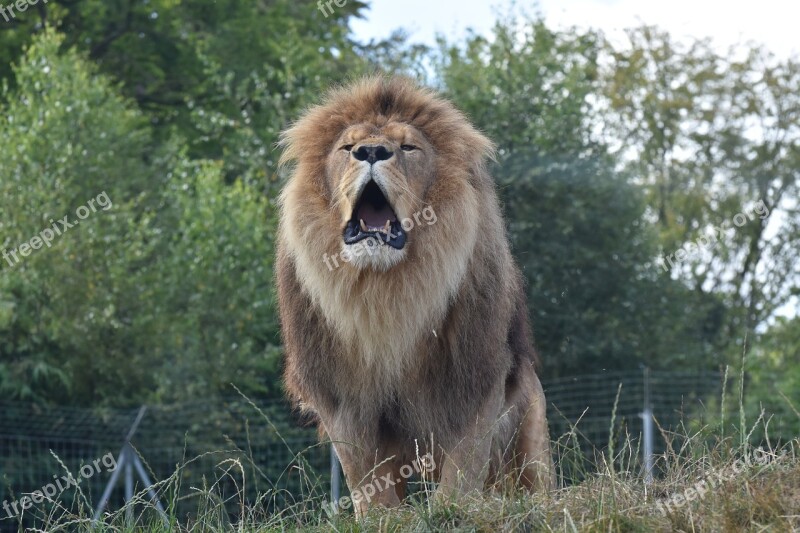 Lion Cerza Zoo Free Photos