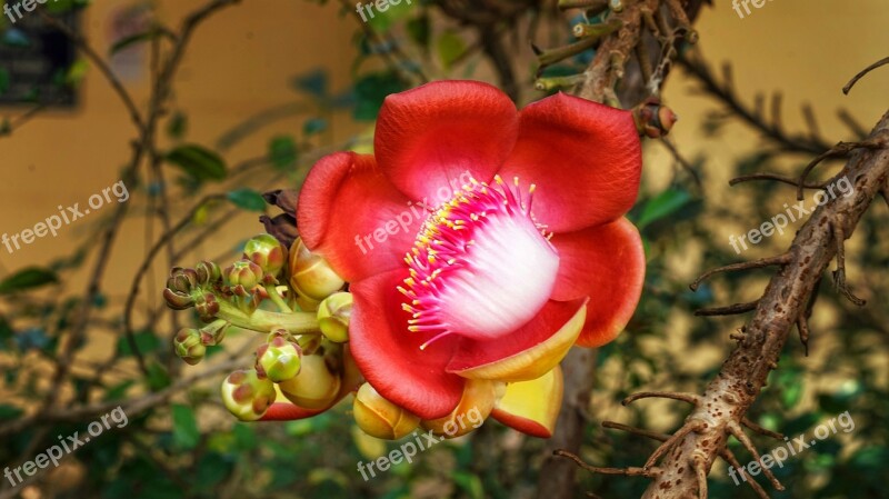 Cannonball Tree Zygomorphic Flower Tropical