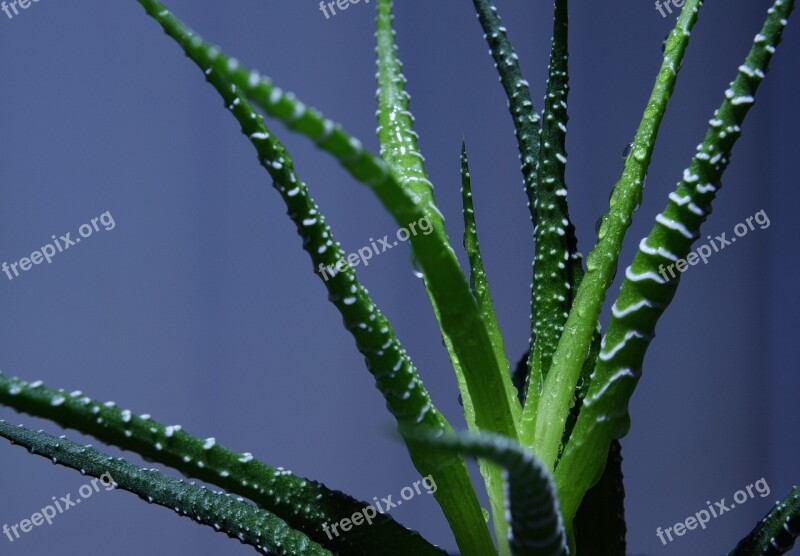 Haworthia Houseplant Haworthia Fasciata Plant Close Up Macro