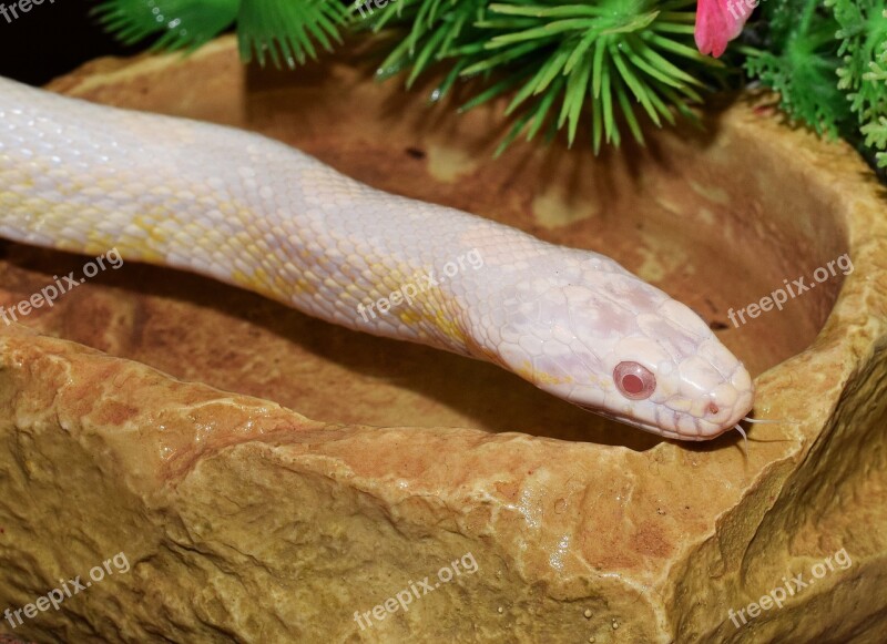 Corn Snake Snakehead Snake Terrarium Head