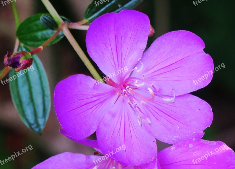 Te Male Flowers Nature Purple Plant Flower