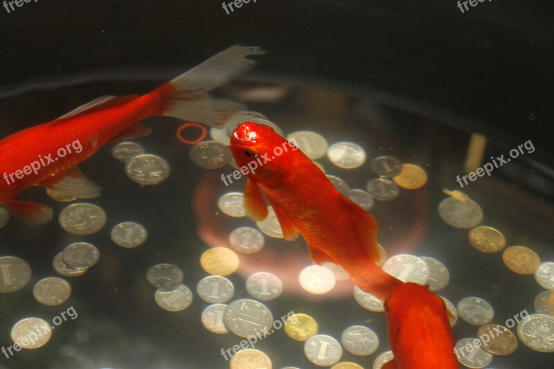 Fish Under Water Nature China Bubbles