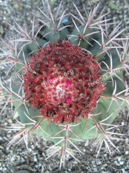 Nature Spine Cactus Flora Sharp