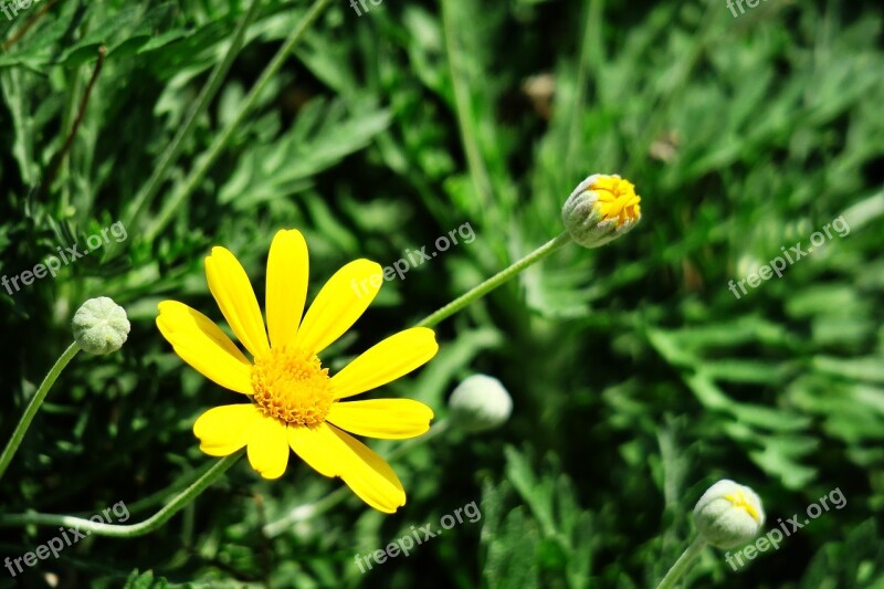 Nature Plant Flower Summer Garden