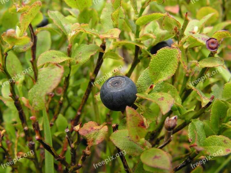 Fruit Nature Eating Leaf Plant