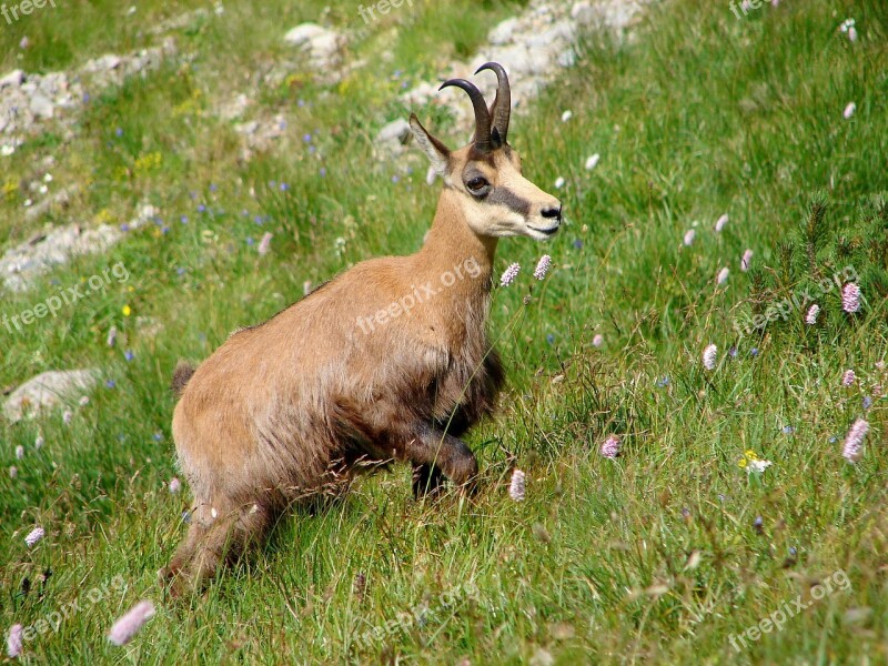 Grass Mammal Animal Animal World Nature